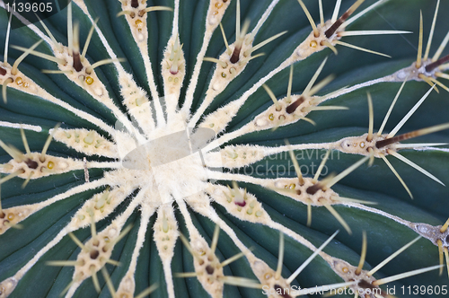 Image of Cactus