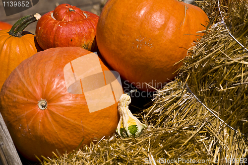 Image of Pumpkins