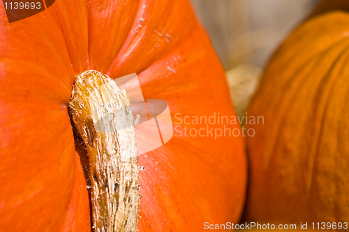 Image of Pumpkins