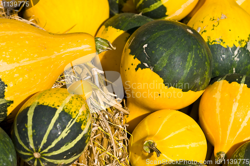 Image of Pumpkins