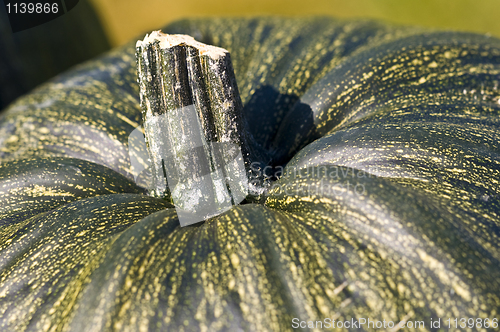 Image of Pumpkin