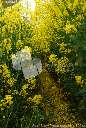 Image of Rape field