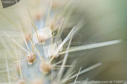 Image of Cactus