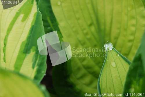 Image of Leafs with waterdrops