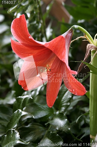Image of Prairie Lilly