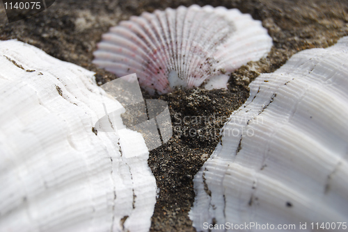 Image of Shells