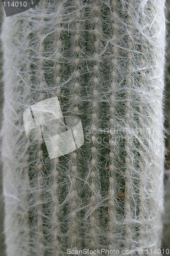 Image of Cactus Detail