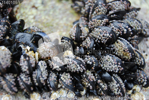 Image of Shells