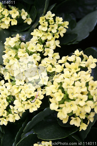 Image of Small Yello Flower