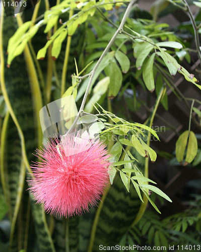 Image of Pink Blossom