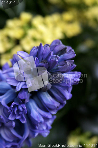 Image of Blue Flower