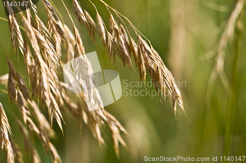 Image of Cereal