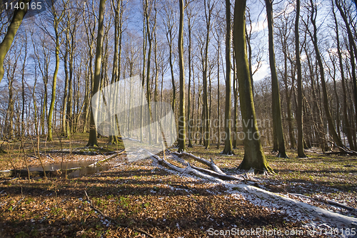 Image of Forest in winter