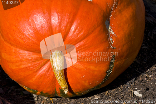 Image of Pumpkin