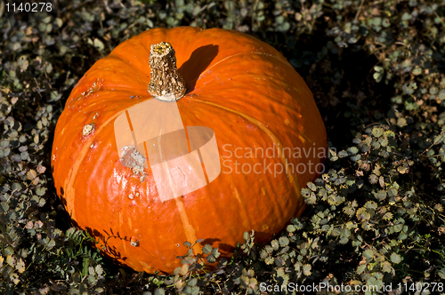 Image of Pumpkin