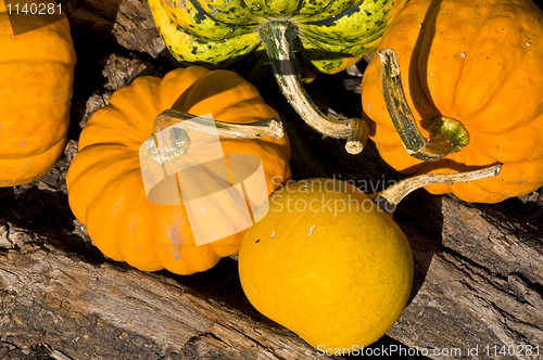 Image of Pumpkins