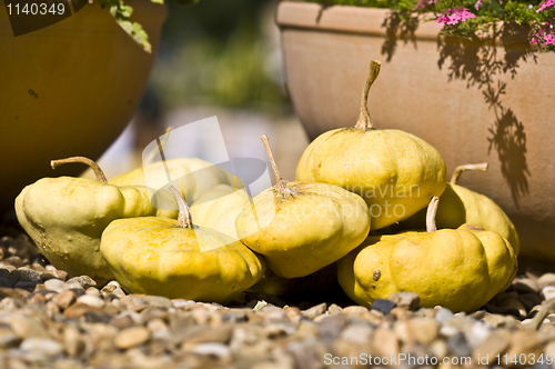 Image of Pumpkins