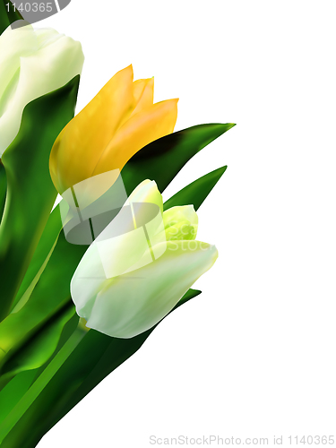 Image of Yellow tulips against white background. EPS 8