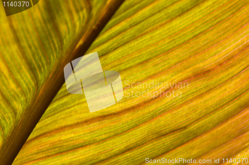 Image of Macro of a leaf