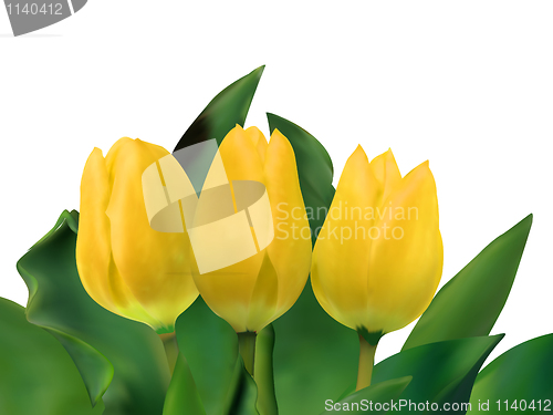 Image of Bright yellow tulips isolated on white. EPS 8