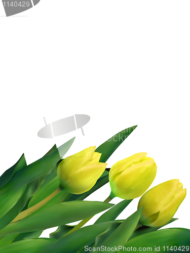 Image of Yellow tulips against white background. EPS 8