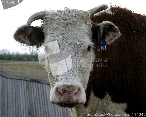Image of Humorous Cow