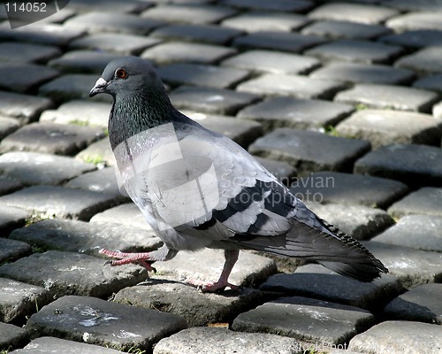 Image of Pigeon Walking