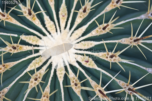 Image of Cactus
