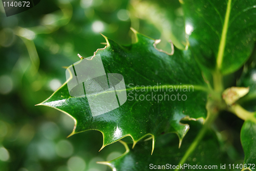 Image of Mistletoe