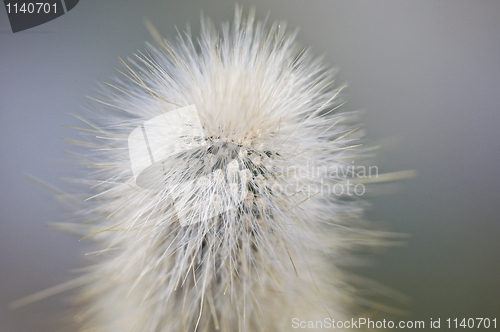 Image of Cactus