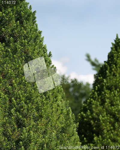 Image of Green Bush texture