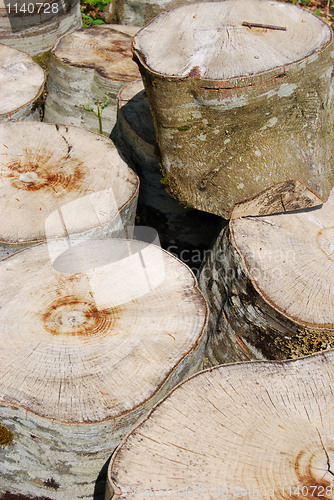 Image of Tree logs
