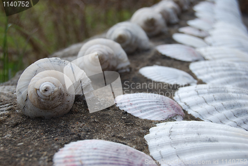 Image of shells