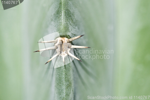 Image of Cactus