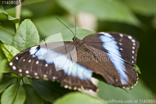 Image of Butterfly