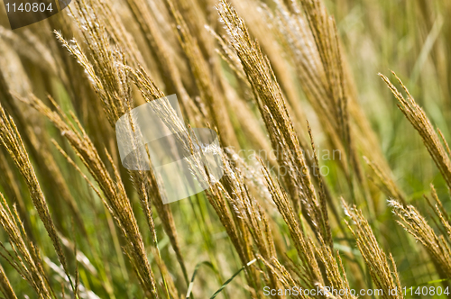 Image of Cereal