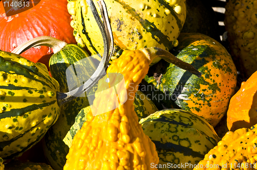 Image of Pumpkins