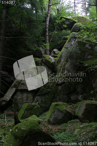 Image of Norwegian Forest