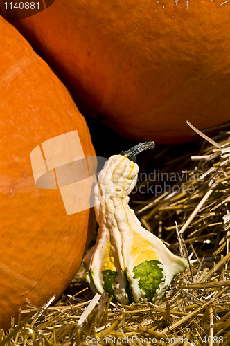 Image of Pumpkins