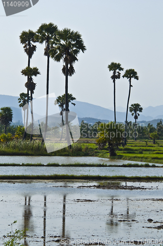 Image of Rice fields