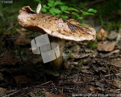 Image of Mushroom