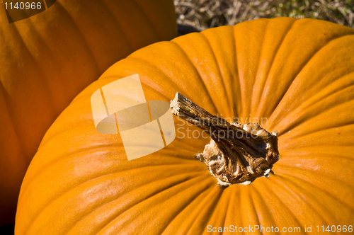 Image of Pumpkin