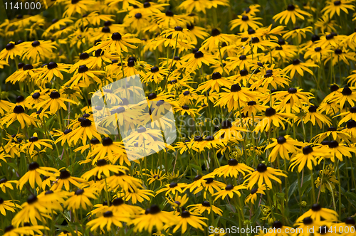 Image of Leucanthemum