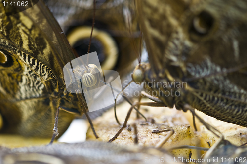 Image of Butterfly