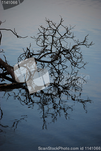 Image of Tree and its reflection