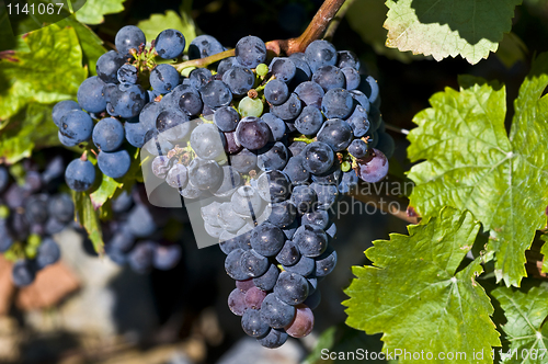 Image of Grapes