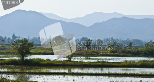 Image of Rice fields