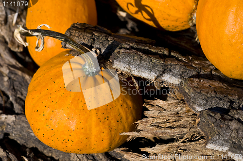 Image of Pumpkins