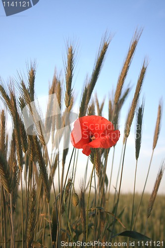 Image of red poppies