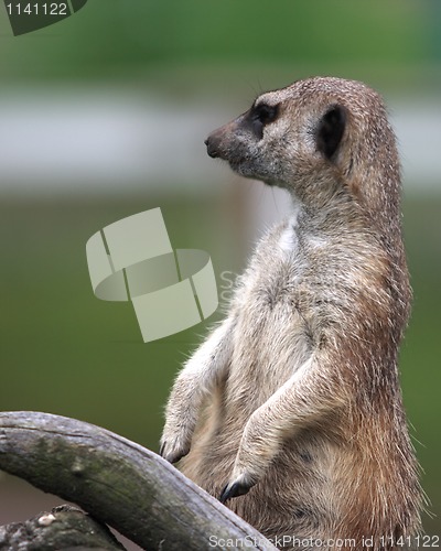 Image of Suricata